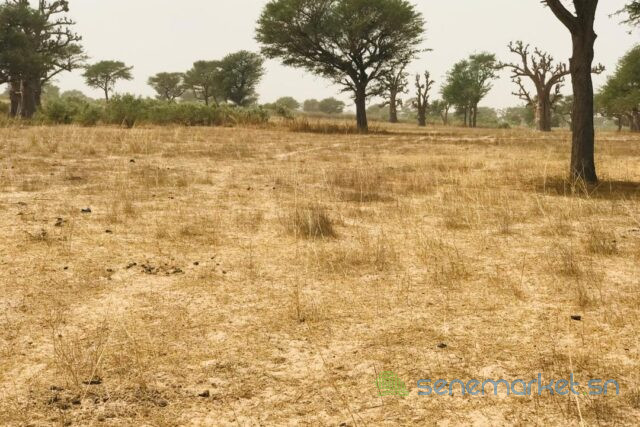 terrain-de-247-hectares-vers-thienaba-big-2