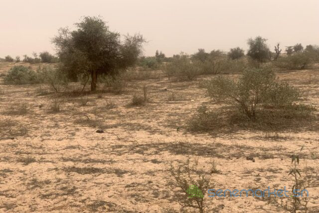 terrain-de-259-hectares-vers-kebemer-big-1