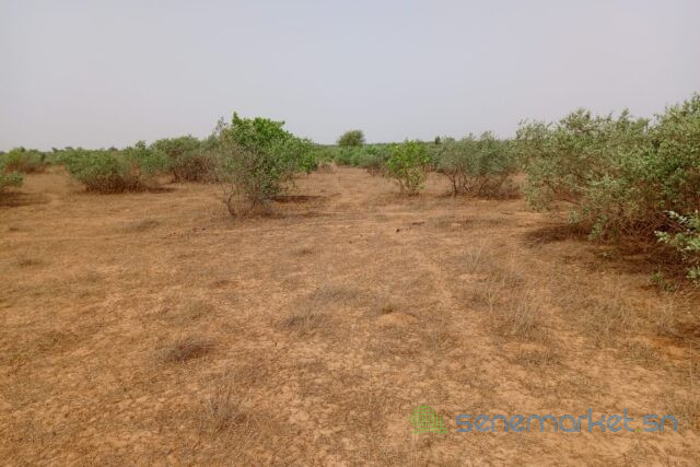 terrain-de-264-hectares-vers-touba-toul-big-2