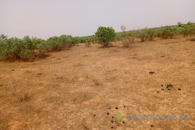 terrain-de-264-hectares-vers-touba-toul-big-0