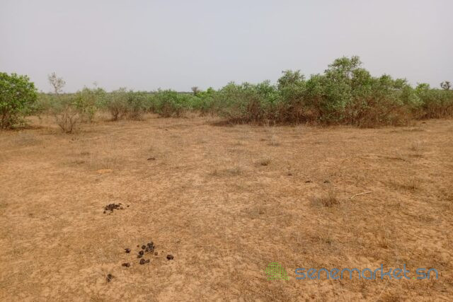 terrain-de-264-hectares-vers-touba-toul-big-1