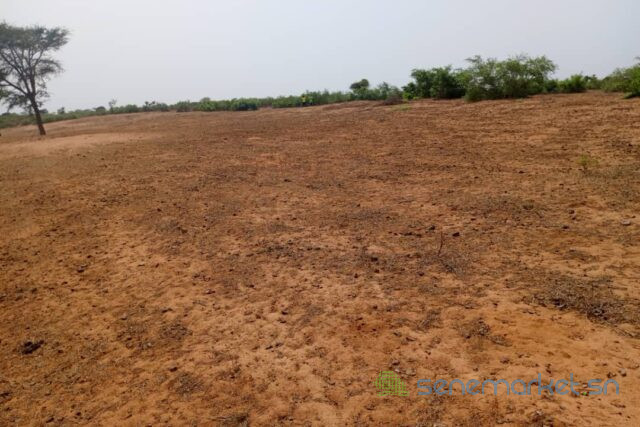 terrain-de-265-hectares-vers-touba-toul-big-0