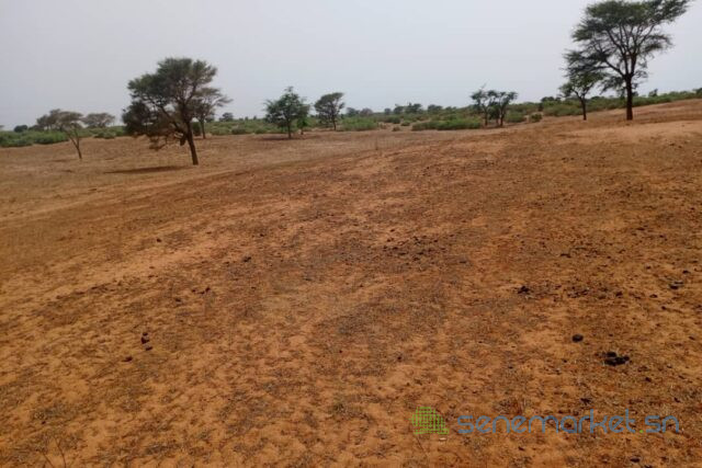 terrain-de-265-hectares-vers-touba-toul-big-2