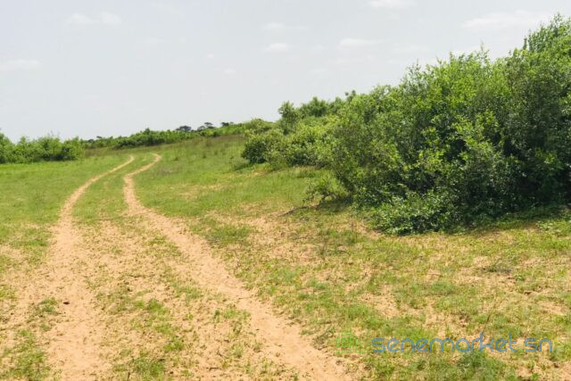 terrain-de-28-hectares-vers-notto-diobass-big-2