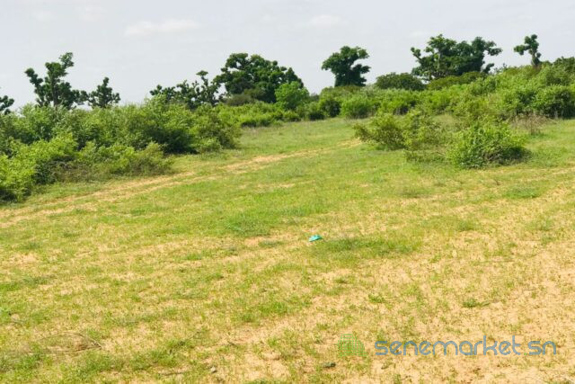 terrain-de-28-hectares-vers-notto-diobass-big-1