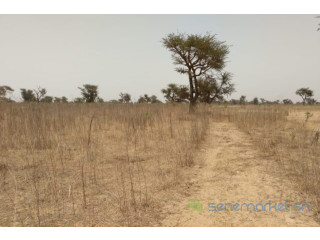 Terrain de 2,85 hectares vers Sindia
