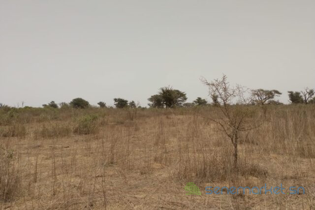 terrain-de-285-hectares-vers-sindia-big-1