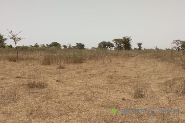 terrain-de-285-hectares-vers-sindia-big-2