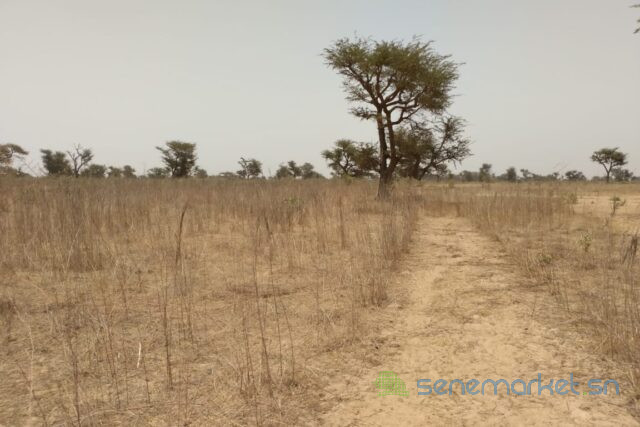 terrain-de-285-hectares-vers-sindia-big-0