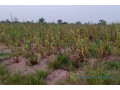 terrain-de-20-hectares-vers-sandiara-small-1