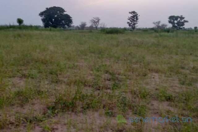 terrain-de-20-hectares-vers-sandiara-big-0