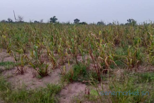 terrain-de-20-hectares-vers-sandiara-big-1