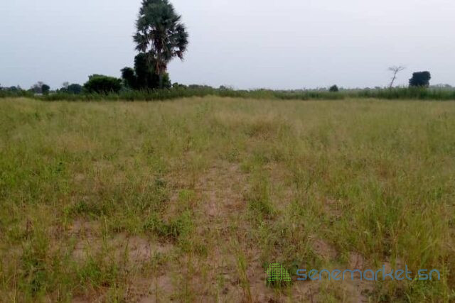 terrain-de-20-hectares-vers-sandiara-big-2