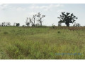 terrain-de-20-hectares-vers-sessene-small-0