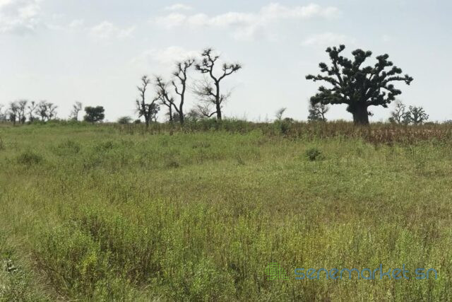 terrain-de-20-hectares-vers-sessene-big-0