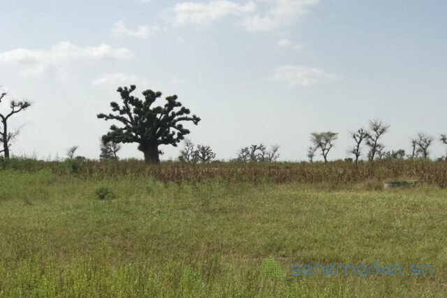 terrain-de-20-hectares-vers-sessene-big-2