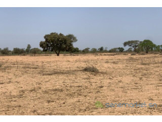 Terrain de 23,94 hectares Vers Touba Toul