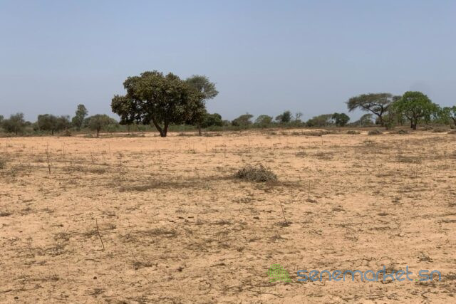 terrain-de-2394-hectares-vers-touba-toul-big-0