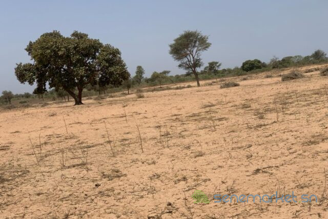 terrain-de-2394-hectares-vers-touba-toul-big-2