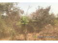 terrain-de-3-hectares-vers-kataba-1-small-1