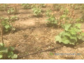 terrain-de-3-hectares-vers-kataba-1-small-2
