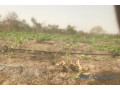 terrain-de-3-hectares-vers-kataba-1-small-0