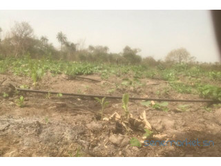 Terrain de 3 hectares vers Kataba 1