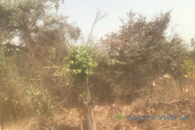 terrain-de-3-hectares-vers-kataba-1-big-1