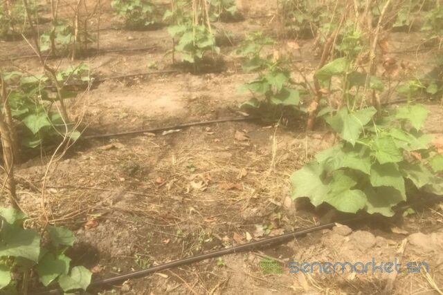 terrain-de-3-hectares-vers-kataba-1-big-2