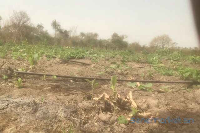 terrain-de-3-hectares-vers-kataba-1-big-0