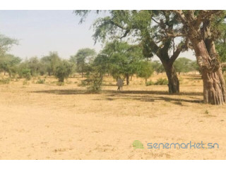 Terrain de 3 hectares vers Koul