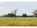 terrain-de-3-hectares-vers-ngoundiane-small-2