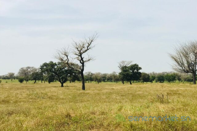 terrain-de-3-hectares-vers-ngoundiane-big-2