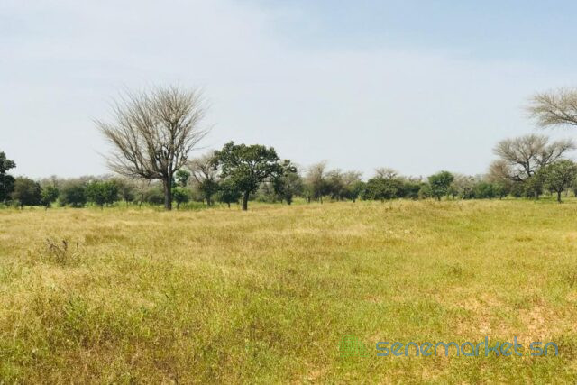 terrain-de-3-hectares-vers-ngoundiane-big-0