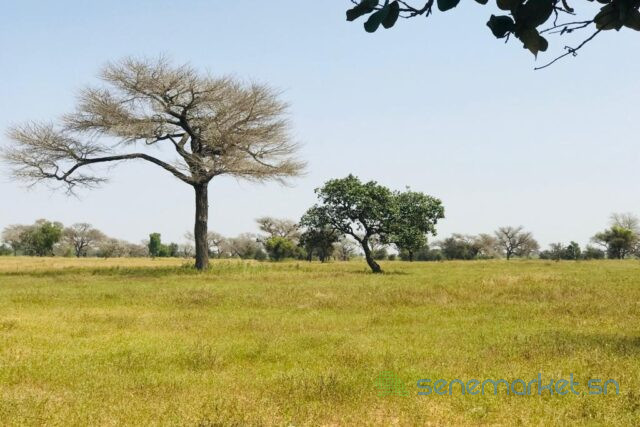 terrain-de-3-hectares-vers-ngoundiane-big-1