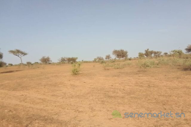 terrain-de-3-hectares-vers-thienaba-big-1