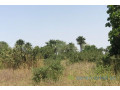 terrain-de-302-hectares-vers-notto-diobass-small-1