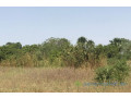 terrain-de-302-hectares-vers-notto-diobass-small-0