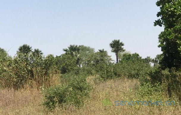 terrain-de-302-hectares-vers-notto-diobass-big-2