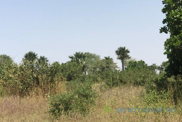 terrain-de-302-hectares-vers-notto-diobass-big-1