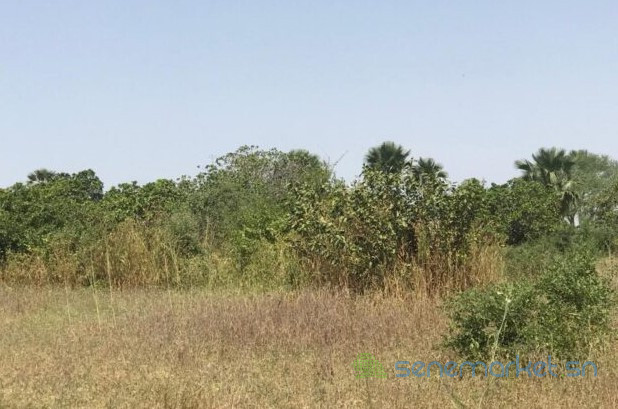 terrain-de-302-hectares-vers-notto-diobass-big-0