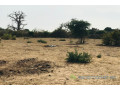 terrain-de-302-hectares-vers-sindia-small-1