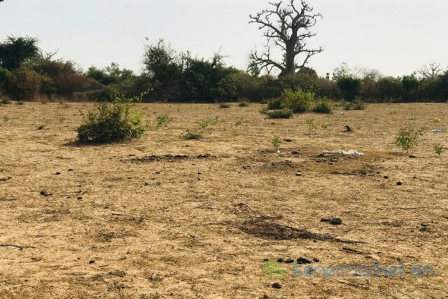 terrain-de-302-hectares-vers-sindia-big-2