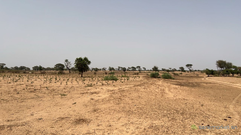 terrain-agricole-de-10-hectares-a-vendre-a-tassette-big-2
