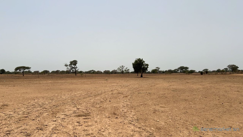 terrain-agricole-de-10-hectares-a-vendre-a-tassette-big-1