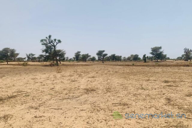 terrain-de-309-hectares-vers-notto-diobass-big-1