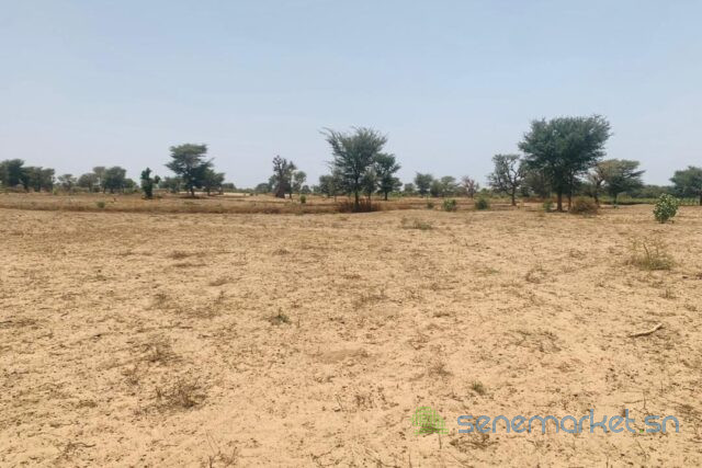 terrain-de-309-hectares-vers-notto-diobass-big-2