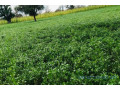 terrain-de-310-hectares-vers-keur-samba-kane-small-1