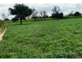 terrain-de-310-hectares-vers-keur-samba-kane-small-0