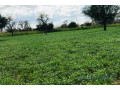 terrain-de-310-hectares-vers-keur-samba-kane-small-2